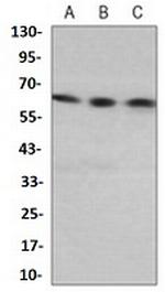 PXN Antibody in Western Blot (WB)