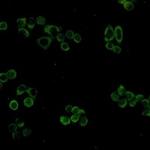 PHB1 Recombinant Rabbit Monoclonal Antibody