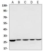 PHB1 Antibody in Western Blot (WB)