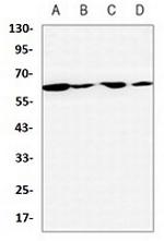 PTBP1 Antibody in Western Blot (WB)