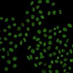 RAD21 Recombinant Rabbit Monoclonal Antibody