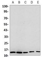 RPS20 Antibody in Western Blot (WB)