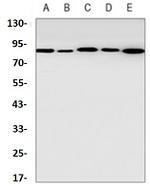 STAT5B Antibody in Western Blot (WB)