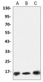 SOD1 Antibody in Western Blot (WB)