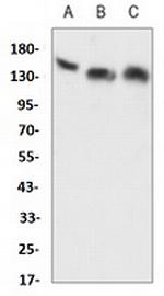 THBS1 Antibody in Western Blot (WB)