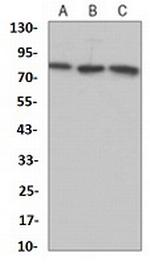 CRTC2 Antibody in Western Blot (WB)