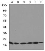 UBE2I Antibody in Western Blot (WB)