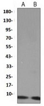 UBB Antibody in Western Blot (WB)