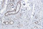 PPP1CB Antibody in Immunohistochemistry (Paraffin) (IHC (P))