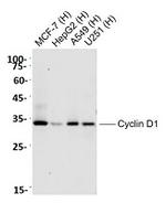 CCND1 Antibody in Western Blot (WB)