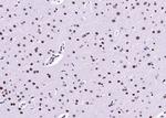Phospho-NFE2L2 (Ser40) Antibody in Immunohistochemistry (Paraffin) (IHC (P))