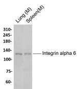 ITGA6 Antibody in Western Blot (WB)