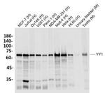 YY1 Recombinant Rabbit Monoclonal Antibody