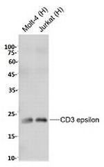 CD3E Antibody in Western Blot (WB)