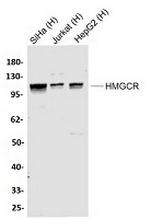 HMGCR Recombinant Rabbit Monoclonal Antibody