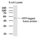 RFP Tag Recombinant Rabbit Monoclonal Antibody