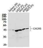 CXCR5 Antibody in Western Blot (WB)