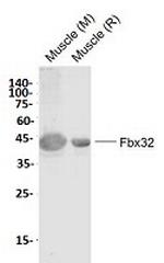 FBXO32 Recombinant Rabbit Monoclonal Antibody