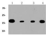 TOMM20 Antibody in Western Blot (WB)