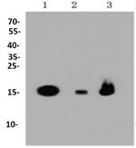 TSPO Antibody in Western Blot (WB)