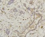 SLC2A1 Antibody in Immunohistochemistry (Paraffin) (IHC (P))