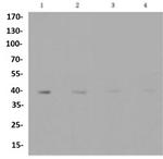 SLC2A1 Antibody in Western Blot (WB)