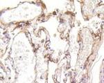 LRP1 Antibody in Immunohistochemistry (Paraffin) (IHC (P))