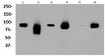 LRP1 Antibody in Western Blot (WB)