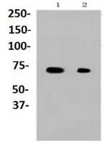 HSPA1B Antibody in Western Blot (WB)