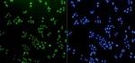 H3K18me1 Recombinant Rabbit Monoclonal Antibody