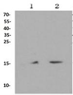 H3K18me1 Antibody in Western Blot (WB)
