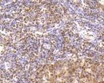 CREB1 Antibody in Immunohistochemistry (Paraffin) (IHC (P))