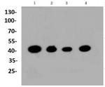 CREB1 Antibody in Western Blot (WB)