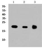 NRAS Antibody in Western Blot (WB)
