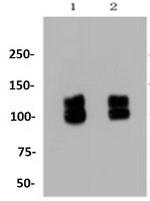 ITGB1 Antibody in Western Blot (WB)