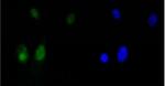 HMGB1 Recombinant Rabbit Monoclonal Antibody