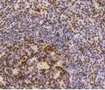 HMGB1 Antibody in Immunohistochemistry (Paraffin) (IHC (P))