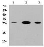 HMGB1 Antibody in Western Blot (WB)