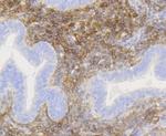 NGFR Antibody in Immunohistochemistry (Paraffin) (IHC (P))