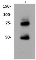 NGFR Antibody in Western Blot (WB)