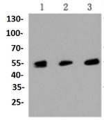 MLKL Antibody in Western Blot (WB)