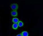 RPS3 Recombinant Rabbit Monoclonal Antibody