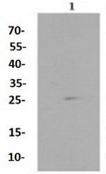 RPS3 Antibody in Western Blot (WB)
