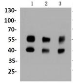 MAPK8 Antibody in Western Blot (WB)