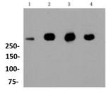 FLNA Antibody in Western Blot (WB)