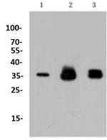 CCND1 Antibody in Western Blot (WB)