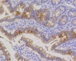 KRT20 Antibody in Immunohistochemistry (Paraffin) (IHC (P))