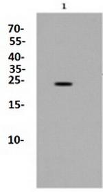 BAD Antibody in Western Blot (WB)