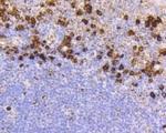 CD9 Recombinant Rabbit Monoclonal Antibody