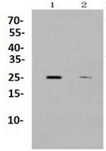 CD9 Antibody in Western Blot (WB)